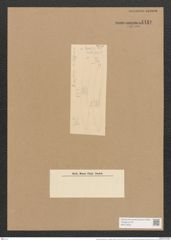 Hantzschia amphioxys "var. belgica" (Ehrenb.) Grunow (de-Toni-Nr.: Genus 50, Species 2204) Zeichnungen Sammlung Grunow Nr. 4410 (NHMW-BOT-W0372632)